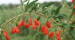 Goji - zázračné bobule z Himalájí - 1 kg - super cena – fotka 2